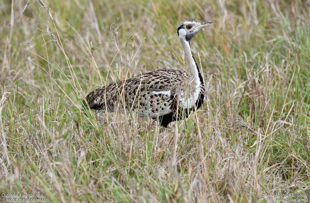 Black-bellied Bustard