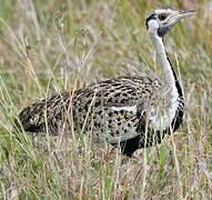 Black-bellied Bustard