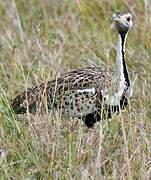 Black-bellied Bustard