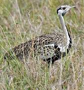 Black-bellied Bustard