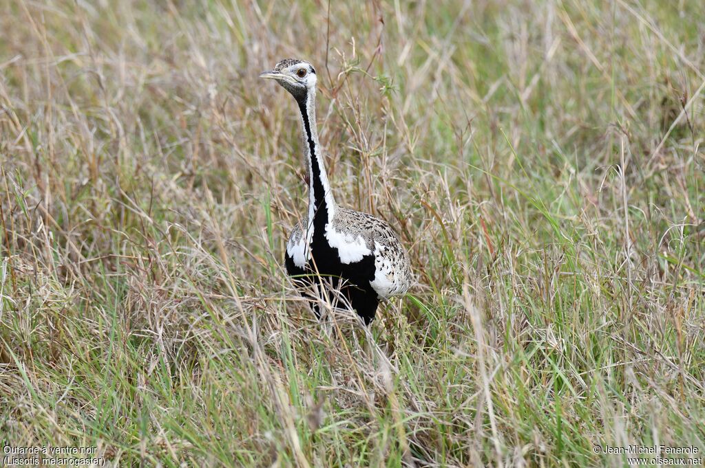 Black-bellied Bustard