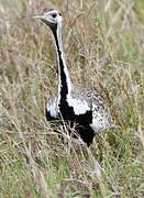 Black-bellied Bustard