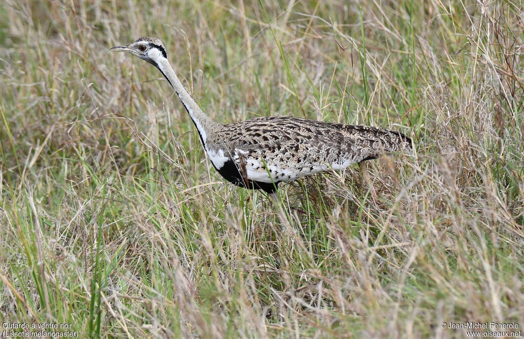 Black-bellied Bustard