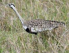 Black-bellied Bustard