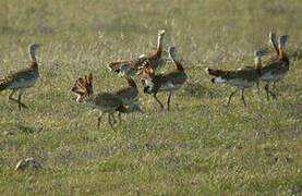 Great Bustard