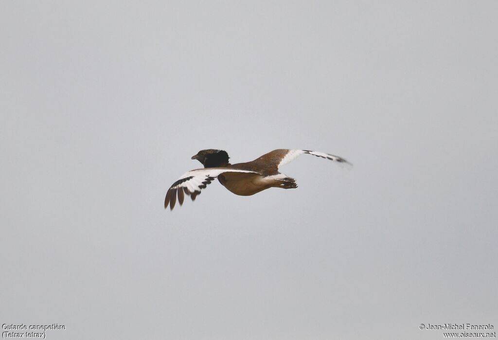 Little Bustard