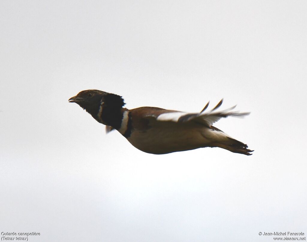 Little Bustard