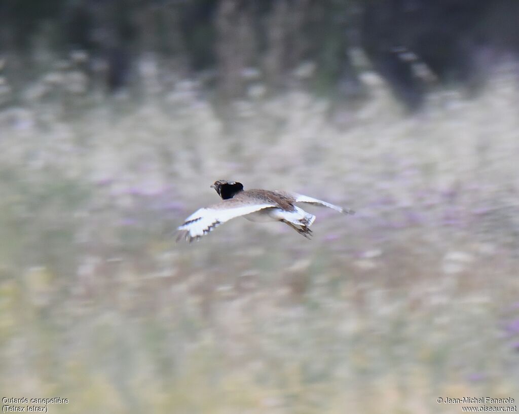 Little Bustard