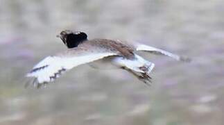 Little Bustard