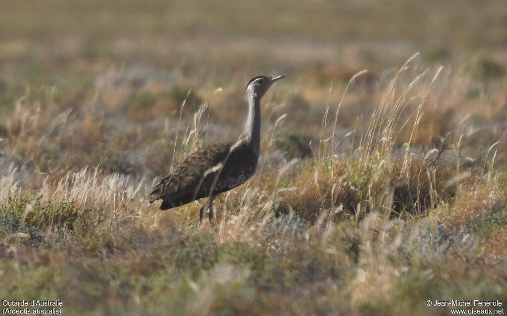 Australian Bustard