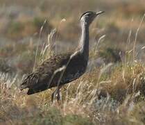 Australian Bustard