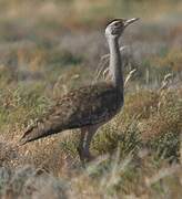 Australian Bustard