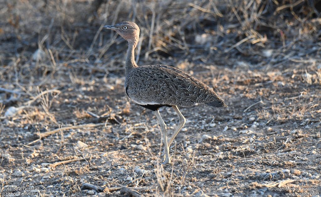 Buff-crested Bustard