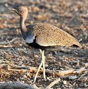 Buff-crested Bustard