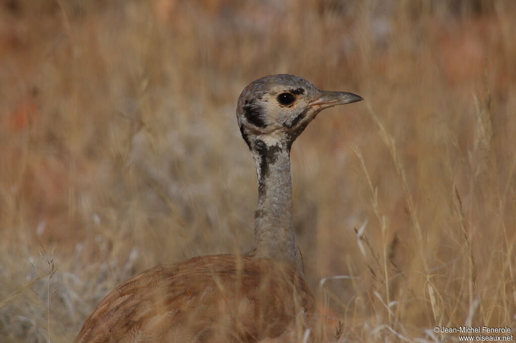 Rüppell's Korhaanadult, identification