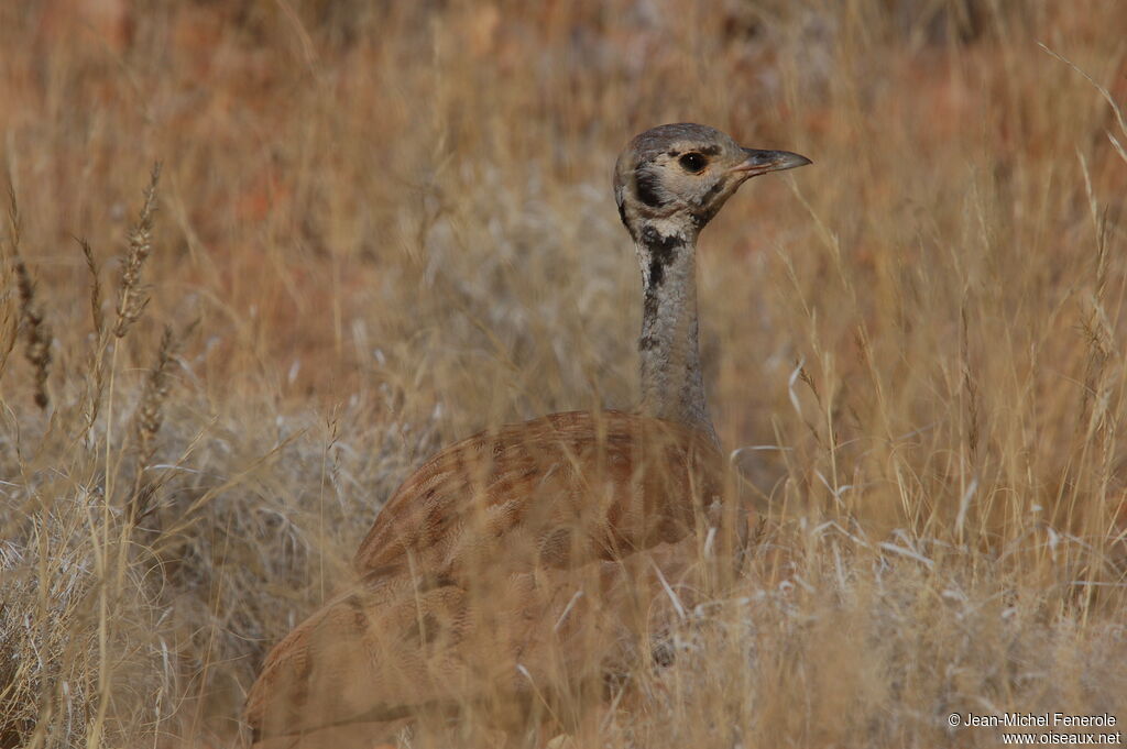 Rüppell's Korhaanadult, identification