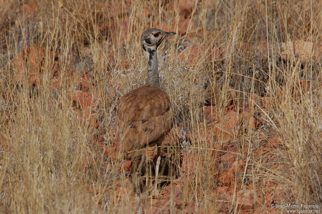 Outarde de Rüppelladulte, identification