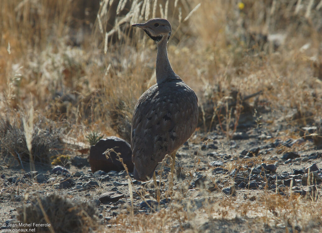 Outarde de Vigorsadulte, identification