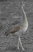 White-bellied Bustard