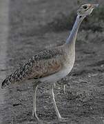 White-bellied Bustard