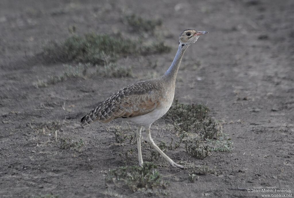 White-bellied Bustard