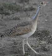 White-bellied Bustard