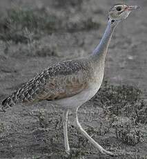 Outarde du Sénégal