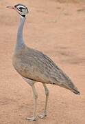 White-bellied Bustard