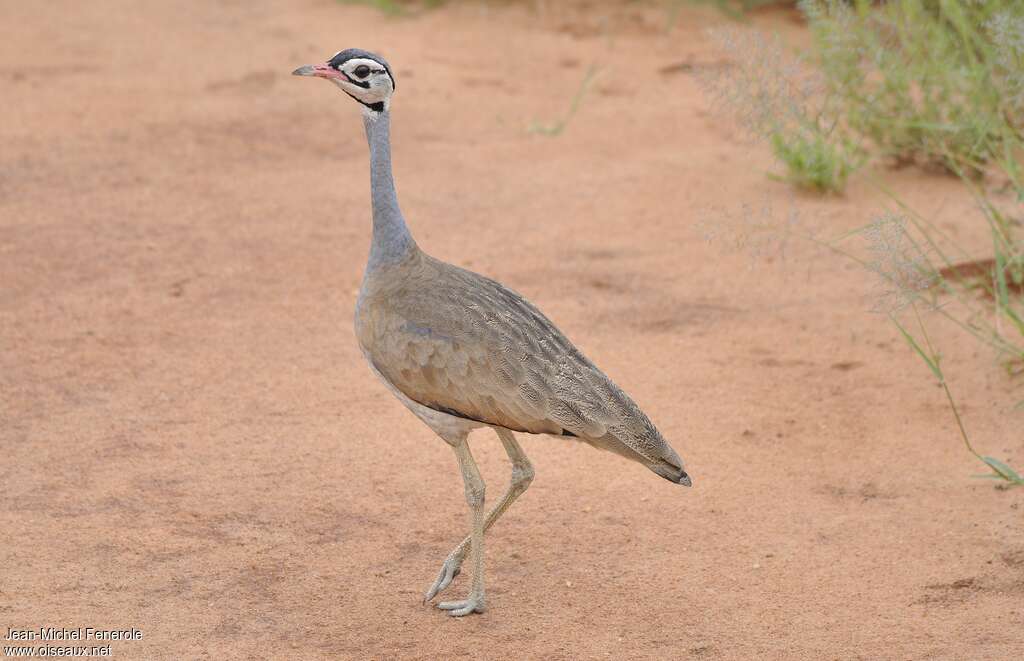 White-bellied Bustard male adult, identification