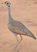 White-bellied Bustard