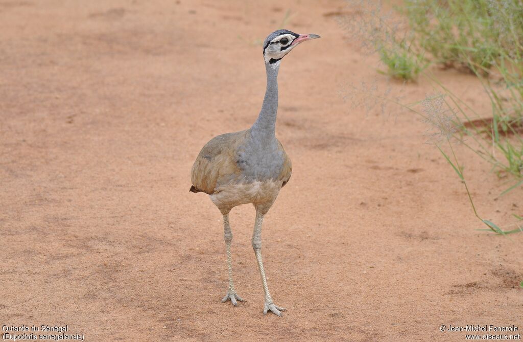 White-bellied Bustard