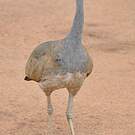 Outarde du Sénégal