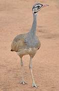 White-bellied Bustard