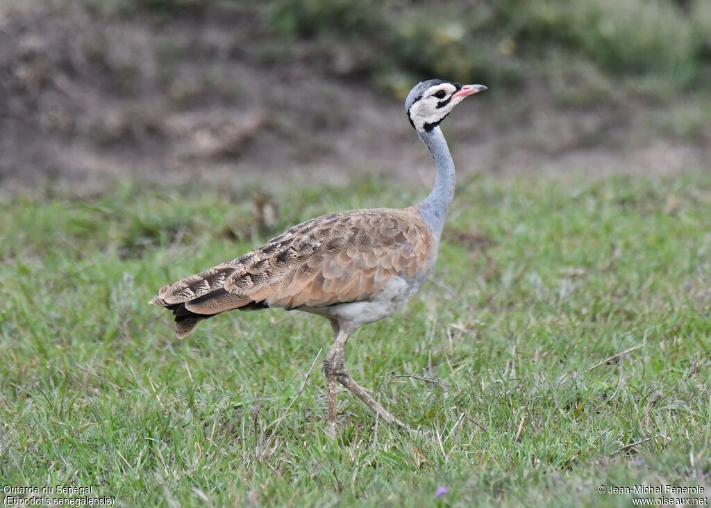 White-bellied Bustard