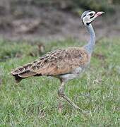 White-bellied Bustard