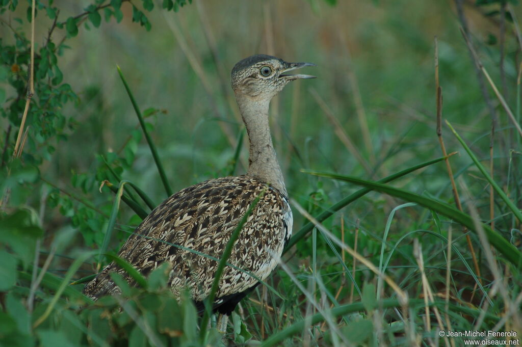 Red-crested Korhaan, identification