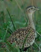 Red-crested Korhaan