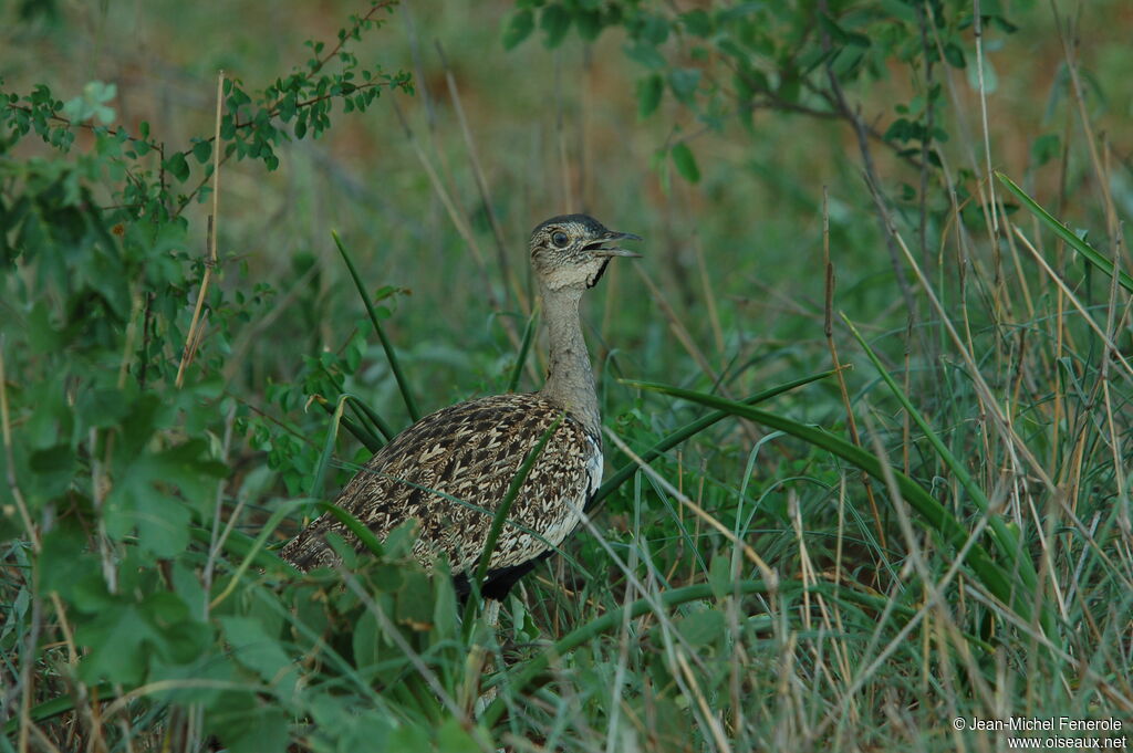 Red-crested Korhaan