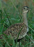 Red-crested Korhaan