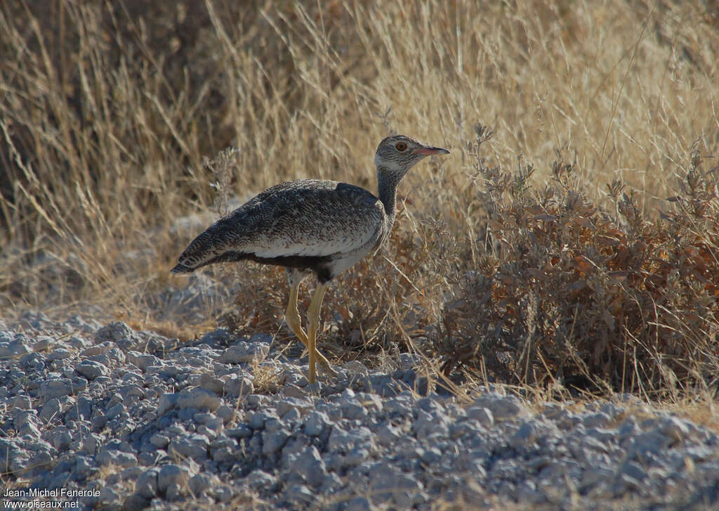 Outarde korhaan femelle adulte, identification