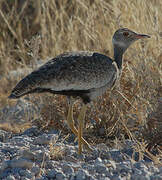 Southern Black Korhaan