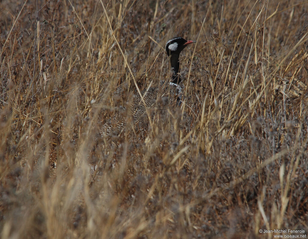 Outarde korhaan mâle adulte, identification