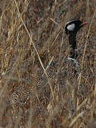 Southern Black Korhaan