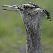 Kori Bustard