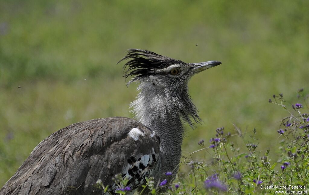 Kori Bustard