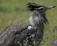 Kori Bustard