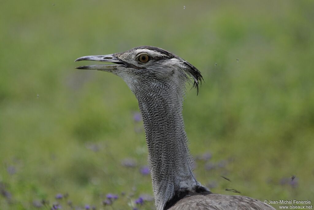 Kori Bustard