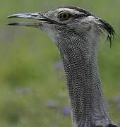 Kori Bustard