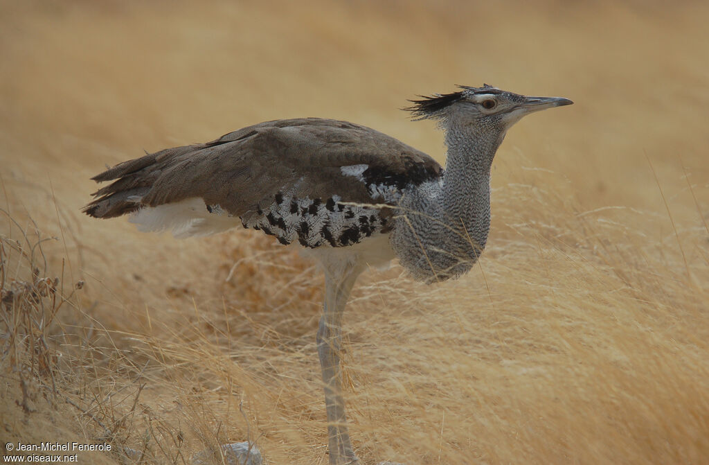 Outarde koriadulte, identification