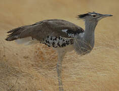 Kori Bustard